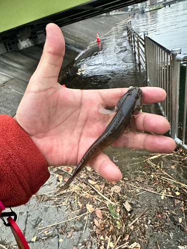 ハゼの釣果