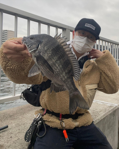 チヌの釣果