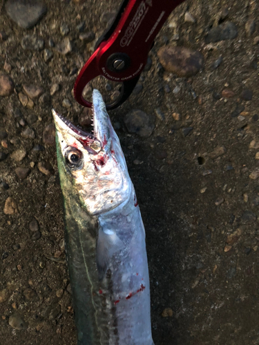 サゴシの釣果