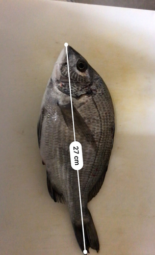 クロダイの釣果