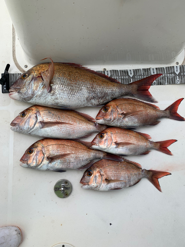 マダイの釣果