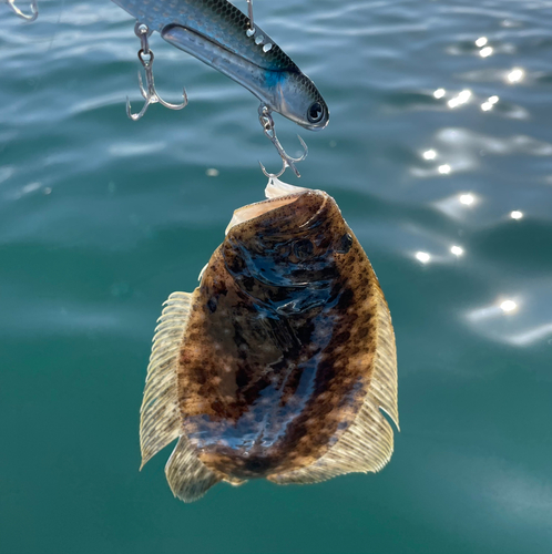 ヒラメの釣果