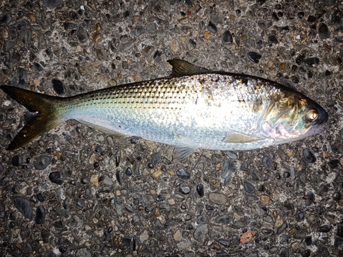 コノシロの釣果