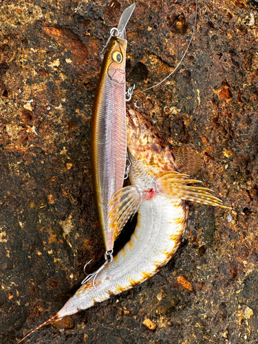 アカエソの釣果