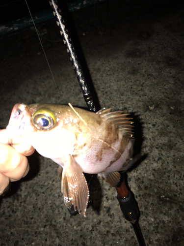 メバルの釣果