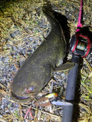 ナマズの釣果