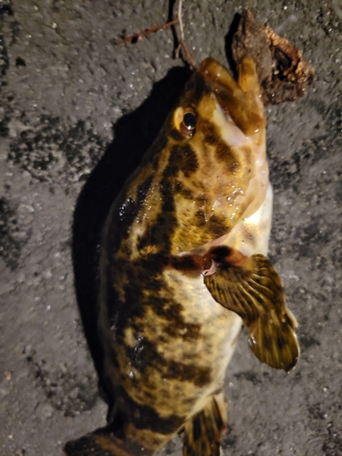 ベッコウゾイの釣果