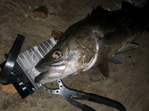 スズキの釣果