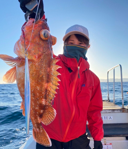 ウッカリカサゴの釣果