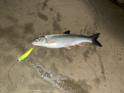 ウグイの釣果