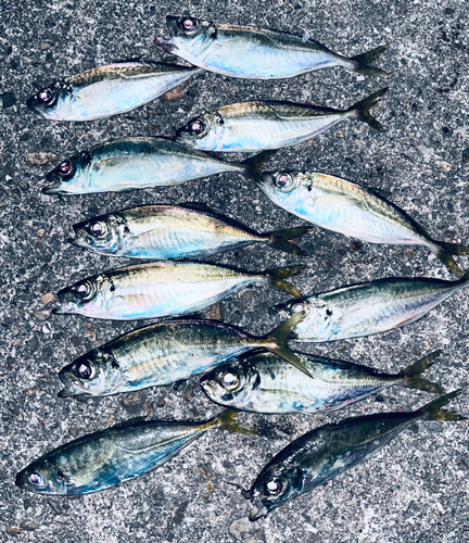 アジの釣果