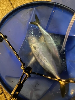 サバの釣果