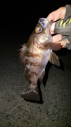 クロメバルの釣果