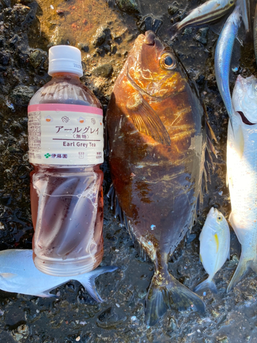 アイゴの釣果