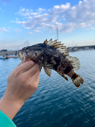 タケノコメバルの釣果