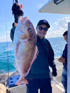 マダイの釣果