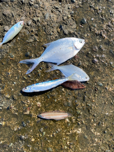 コバンアジの釣果