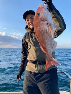 マダイの釣果