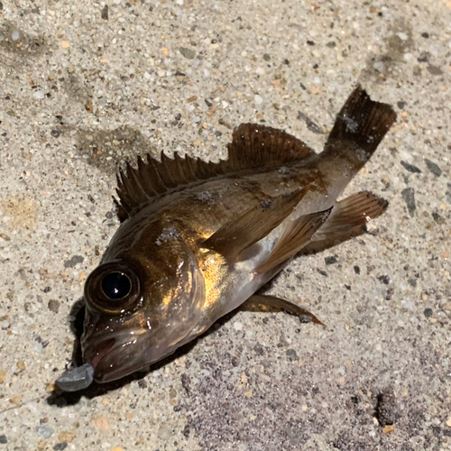 クロメバルの釣果