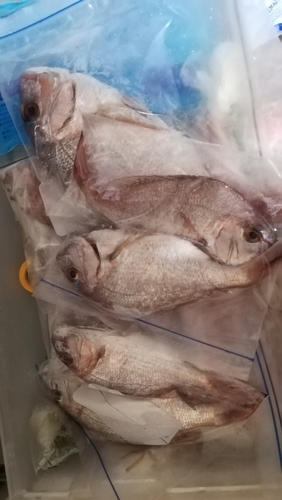 タイの釣果