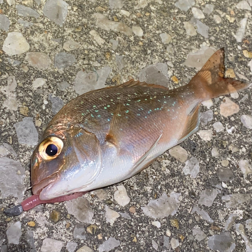 チャリコの釣果