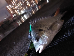 チヌの釣果