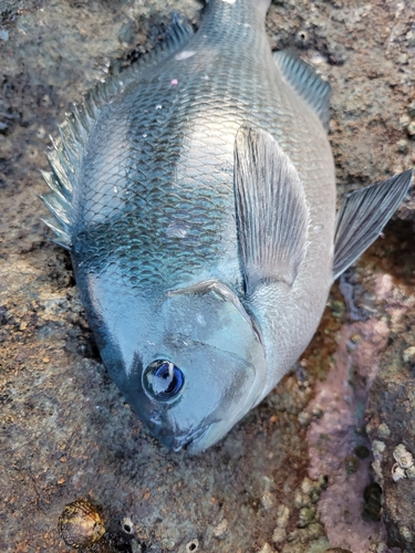 グレの釣果