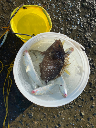 アイゴの釣果