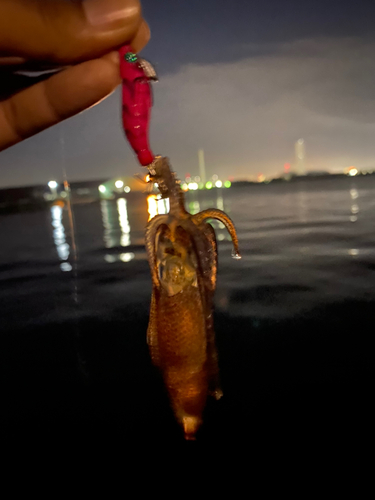 ヒイカの釣果