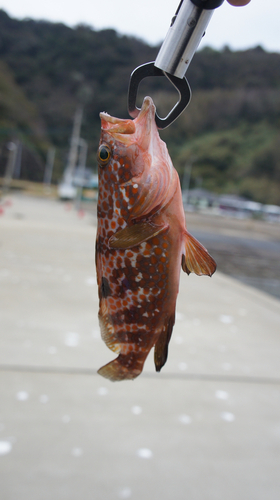 オオモンハタの釣果