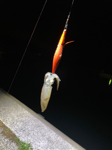 ヒイカの釣果