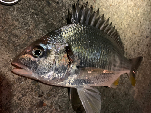 キビレの釣果