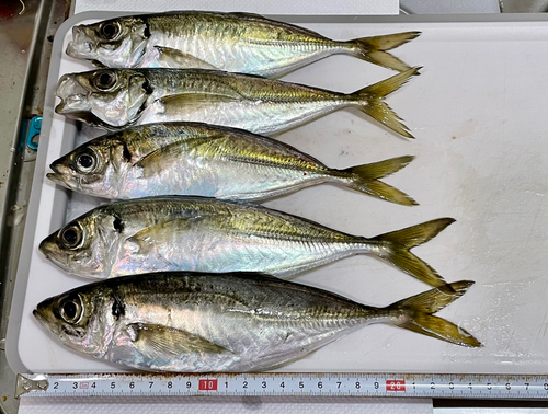 アジの釣果