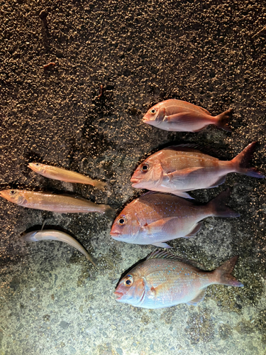 マダイの釣果