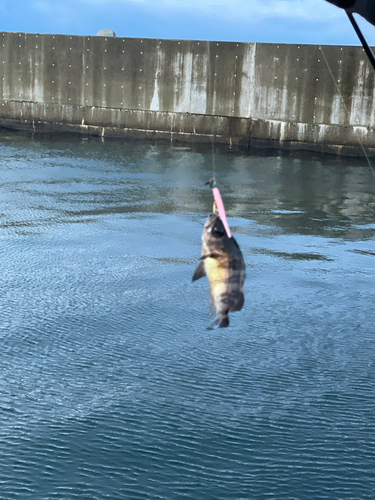 クロメバルの釣果