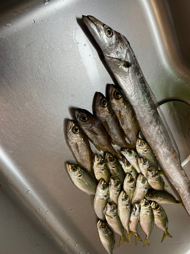 タチウオの釣果