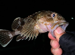 タケノコメバルの釣果