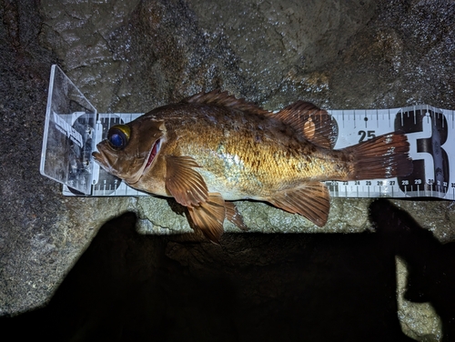 クロメバルの釣果