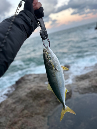 イナダの釣果