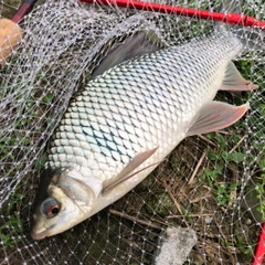 コイの釣果