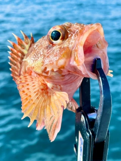 アラカブの釣果