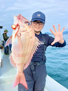 マダイの釣果