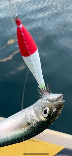 ヤリイカの釣果