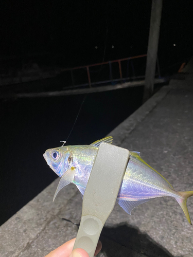 マアジの釣果