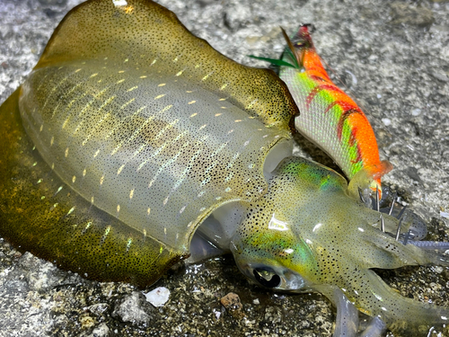 アオリイカの釣果