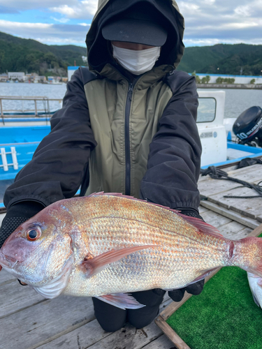 マダイの釣果