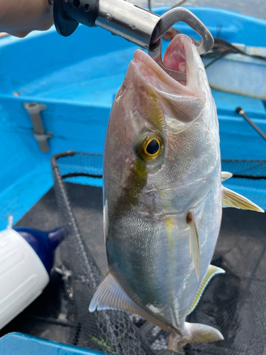 シオの釣果