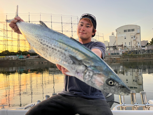 サワラの釣果