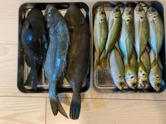グレの釣果