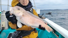 シロアマダイの釣果